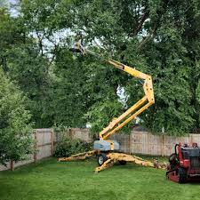 Best Palm Tree Trimming  in Colusa, CA