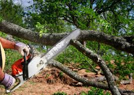 Best Hazardous Tree Removal  in Colusa, CA