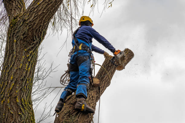 Best Aeration Services  in Colusa, CA