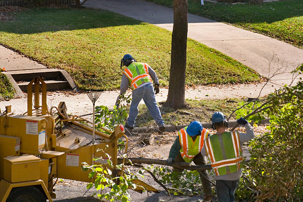 Best Seasonal Cleanup (Spring/Fall)  in Colusa, CA