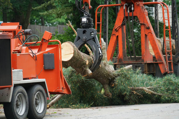 Best Tree Trimming and Pruning  in Colusa, CA